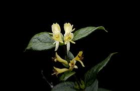 Attēlu rezultāti vaicājumam “Lonicera ferdinandii”