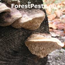 Attēlu rezultāti vaicājumam “Daedalea quercina”