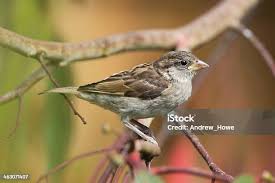 Attēlu rezultāti vaicājumam “Passer domesticus juvenile”