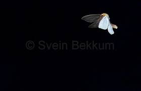 Attēlu rezultāti vaicājumam “Hepialus humuli male”