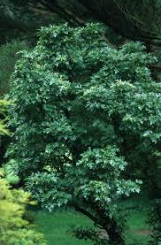 Attēlu rezultāti vaicājumam “Crataegus monogyna subsp. nordica”