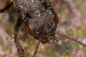 Attēlu rezultāti vaicājumam “Ontholestes murinus”