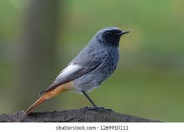 Attēlu rezultāti vaicājumam “Phoenicurus ochruros”