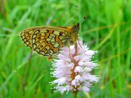 Attēlu rezultāti vaicājumam “Boloria eunomia”