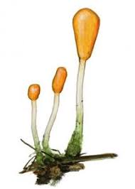 Attēlu rezultāti vaicājumam “Mitrula paludosa”