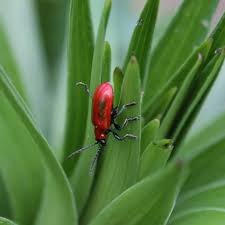 Attēlu rezultāti vaicājumam “Lilioceris lilii”