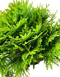 Attēlu rezultāti vaicājumam “Thuja occidentalis leaf”