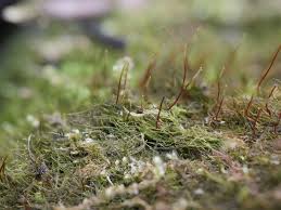 Attēlu rezultāti vaicājumam “Serpoleskea subtilis”