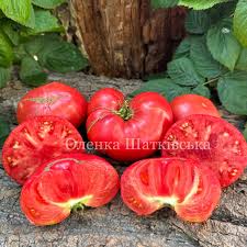 Afbeeldingsresultaat voor stump of the world tomato