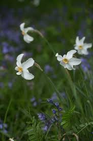 Attēlu rezultāti vaicājumam “Narcissus poeticus”