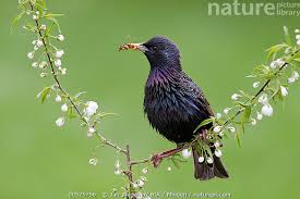 Attēlu rezultāti vaicājumam “Sturnus vulgaris male”