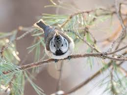 Attēlu rezultāti vaicājumam “Lophophanes cristatus adult”