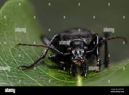 Attēlu rezultāti vaicājumam “Carabus hortensis”