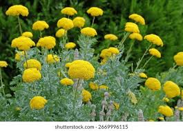 Image result for Achillea filipendulina