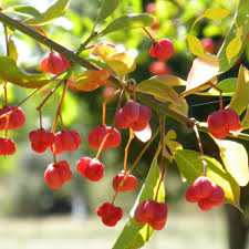 Attēlu rezultāti vaicājumam “Euonymus europaeus”