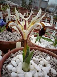 Attēlu rezultāti vaicājumam “Iris rosenbachiana flower”
