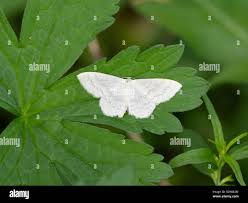 Attēlu rezultāti vaicājumam “Scopula floslactata imago”