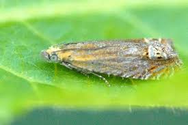 Attēlu rezultāti vaicājumam “Lathronympha strigana”