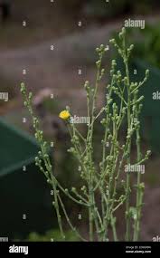 Attēlu rezultāti vaicājumam “Lactuca sativa flower”