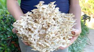 Attēlu rezultāti vaicājumam “Polyporus umbellatus”