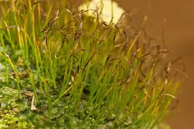 Attēlu rezultāti vaicājumam “Callicladium haldanianum sporophyte”