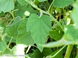 Image result for Althaea officinalis