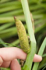 Attēlu rezultāti vaicājumam “Acoraceae”