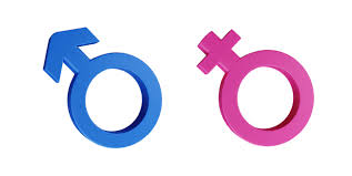 Attēlu rezultāti vaicājumam “Oxymirus cursor female”