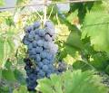 Kobrand Wine &amp; Spirits | Education | Grape Glossary | Gamay
