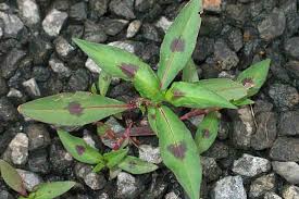 Attēlu rezultāti vaicājumam “Persicaria maculosa leaf”