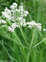 Image result for Carum carvi