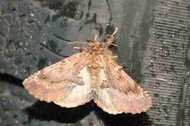 Attēlu rezultāti vaicājumam “Ptilodon capucina larva”