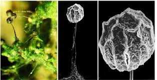 Attēlu rezultāti vaicājumam “Barbeyella minutissima”