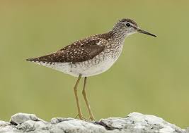 Attēlu rezultāti vaicājumam “Tringa glareola”