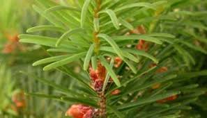 Attēlu rezultāti vaicājumam “Pseudotsuga menziesii flower”