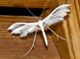 Attēlu rezultāti vaicājumam “Pterophorus pentadactyla”