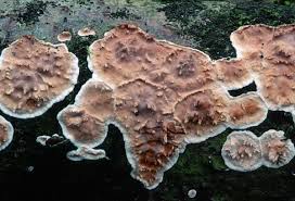 Attēlu rezultāti vaicājumam “Eocronartium muscicola”