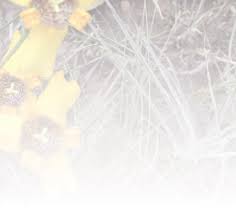 Attēlu rezultāti vaicājumam “Physarum pezizoideum stalked”