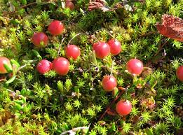 Attēlu rezultāti vaicājumam “Oxycoccus”