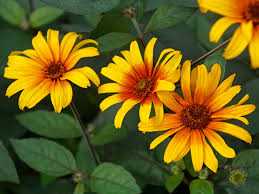 Image result for Heliopsis scabra