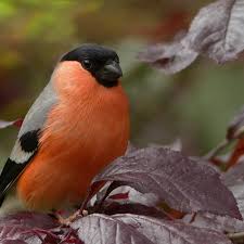 Attēlu rezultāti vaicājumam “Pyrrhula pyrrhula”