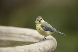 Attēlu rezultāti vaicājumam “Cyanistes caeruleus juvenile”