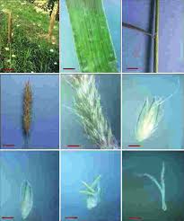 Attēlu rezultāti vaicājumam “Alopecurus aequalis leaf”