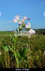 Image result for Raphanus sativus ssp. Oleiformes