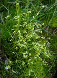 Attēlu rezultāti vaicājumam “Funaria hygrometrica sporophyte”
