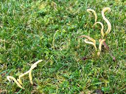 Attēlu rezultāti vaicājumam “Clavaria straminea”