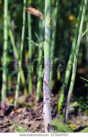 Attēlu rezultāti vaicājumam “Stemonitopsis subcaespitosa stalked”