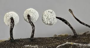 Attēlu rezultāti vaicājumam “Didymium crustaceum”