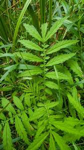 Attēlu rezultāti vaicājumam “Agrimonia pilosa leaf”