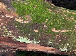 Attēlu rezultāti vaicājumam “Hymenochaete rubiginosa”